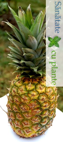 ananasul ananas comosus